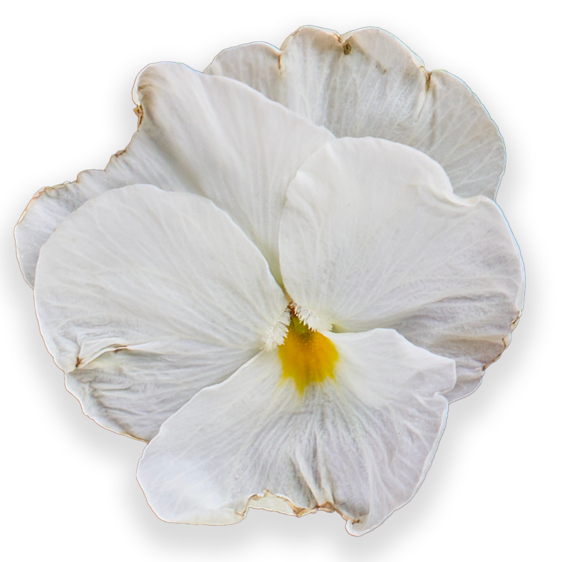 fleur